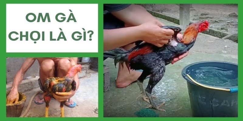 Hiểu thế nào là om gà chọi 