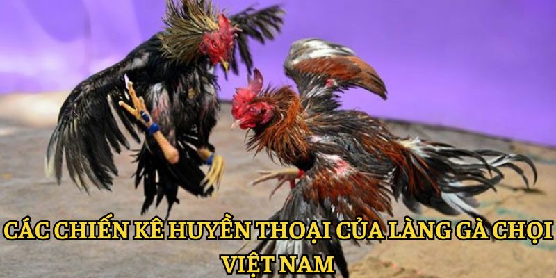 Các chiến kê huyền thoại của làng gà chọi Việt Nam