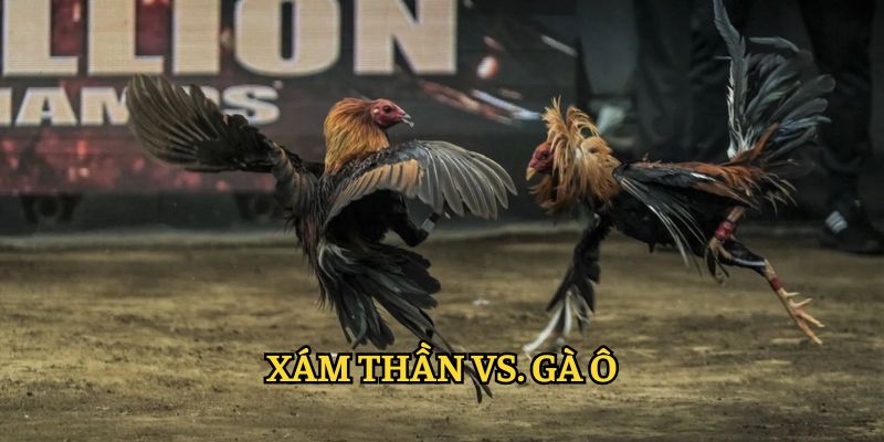 Xám thần với gà Ô