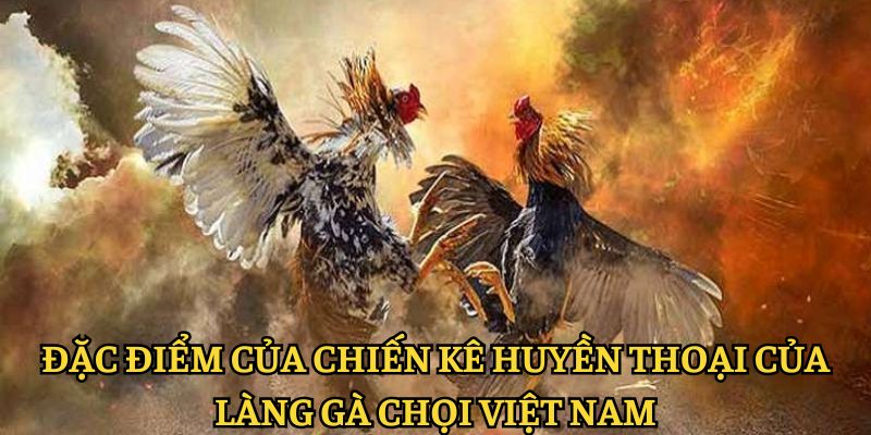 Đặc điểm của chiến kê huyền thoại của làng gà chọi Việt Nam