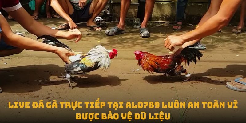 Live đá gà trực tiếp tại Alo789 luôn an toàn vì được bảo vệ dữ liệu