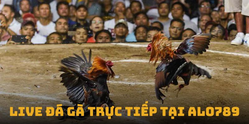 live đá gà trực tiếp tại alo789